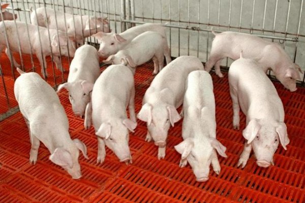 貌不惊人打一生肖?