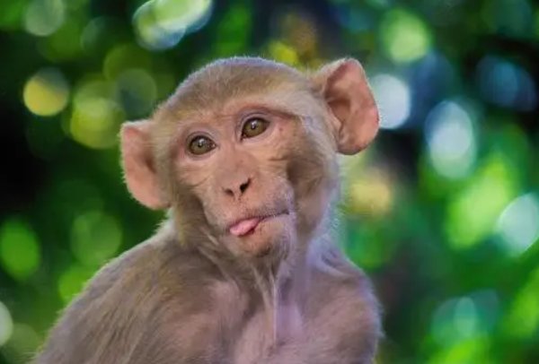 祖宗成法打一生肖