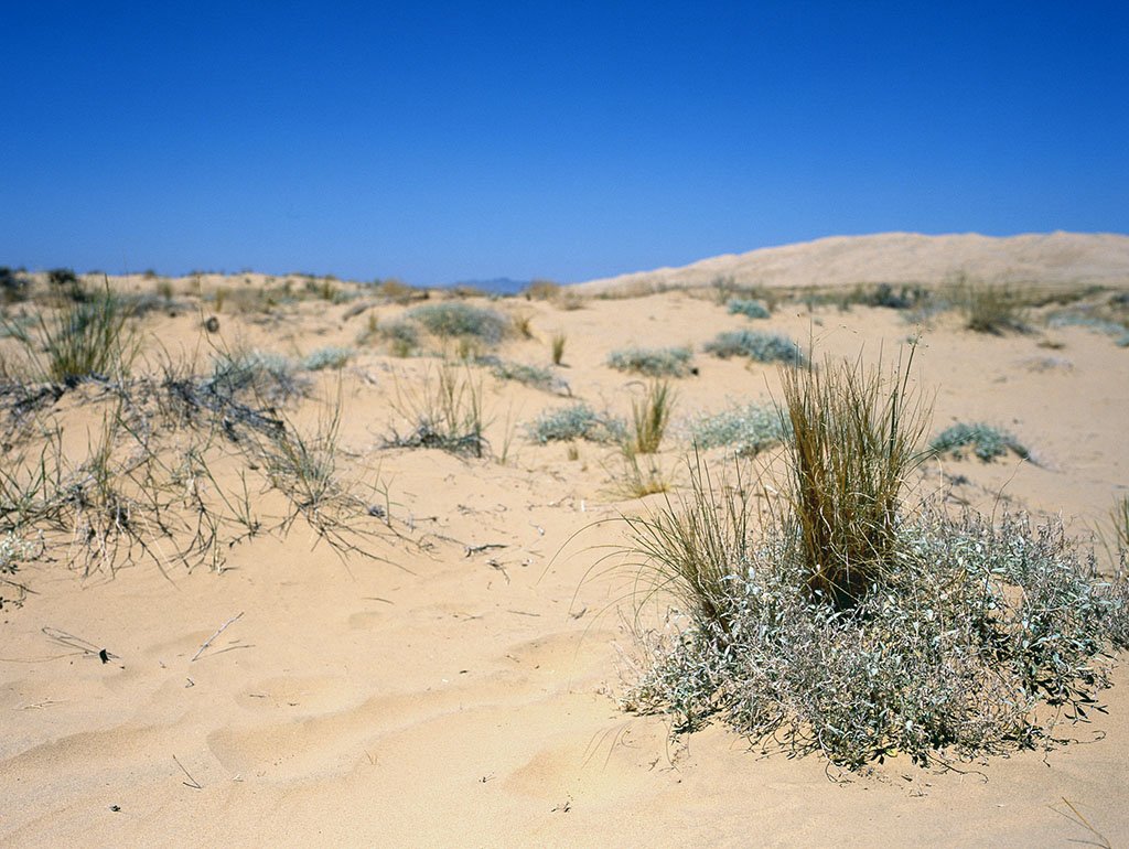 莫哈维沙漠的资料