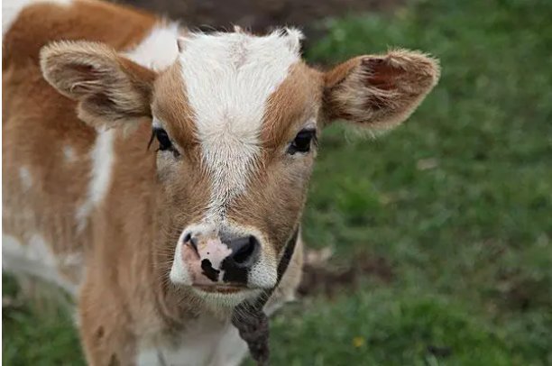 不怕一尺长就怕毛里藏什么意思?