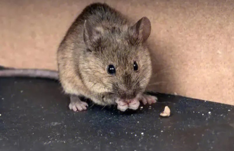 捉贼见赃打一个动物