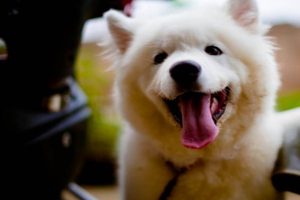 如影随形是什么生肖动物