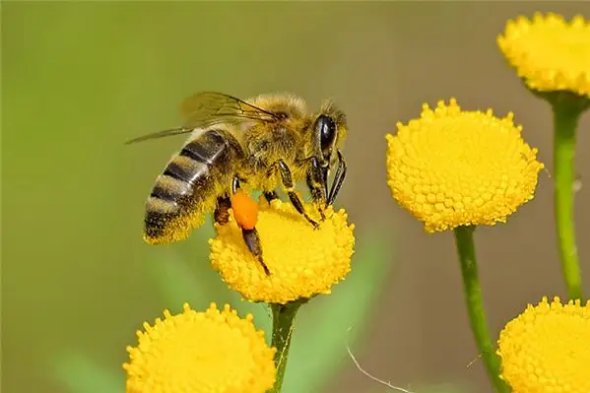 6只脚的动物有哪些