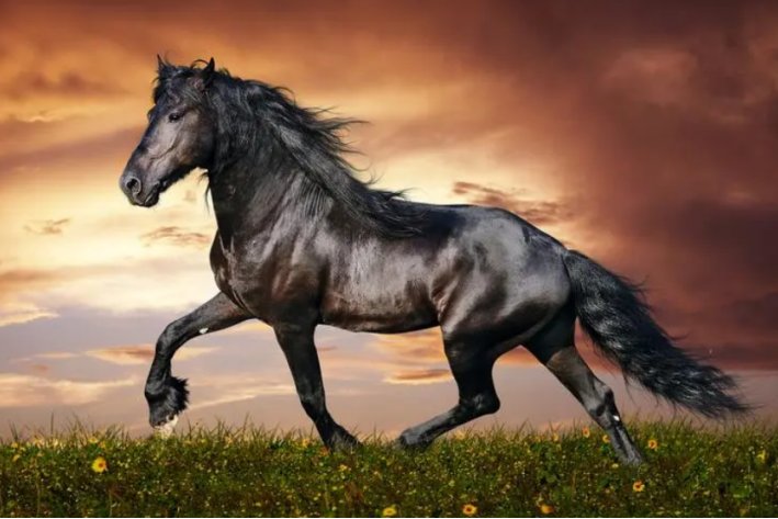 dark horse什么意思