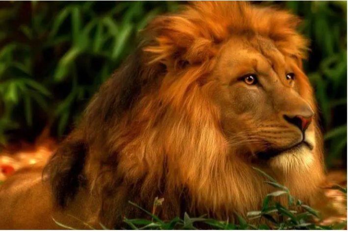 lionel的寓意是什么