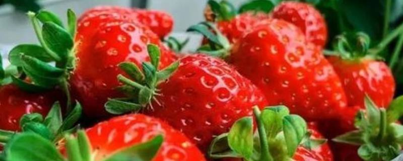 草莓是蚯蚓诞生的吗