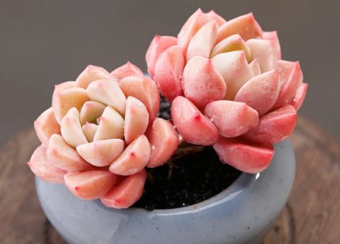 红粉佳人的正确生肖是