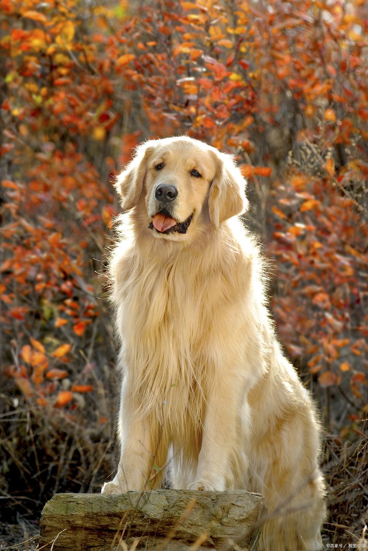狗是人类的小伙伴，那么狗肉到底该不该吃呢？你怎么看？