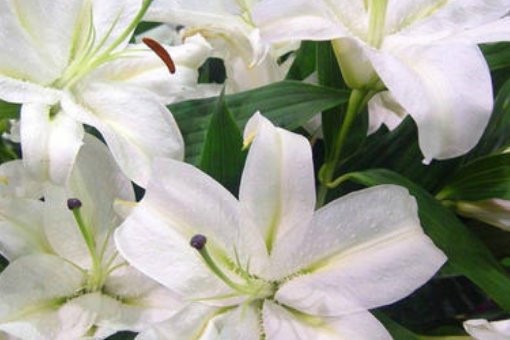 名字叫丽丽英语怎么写