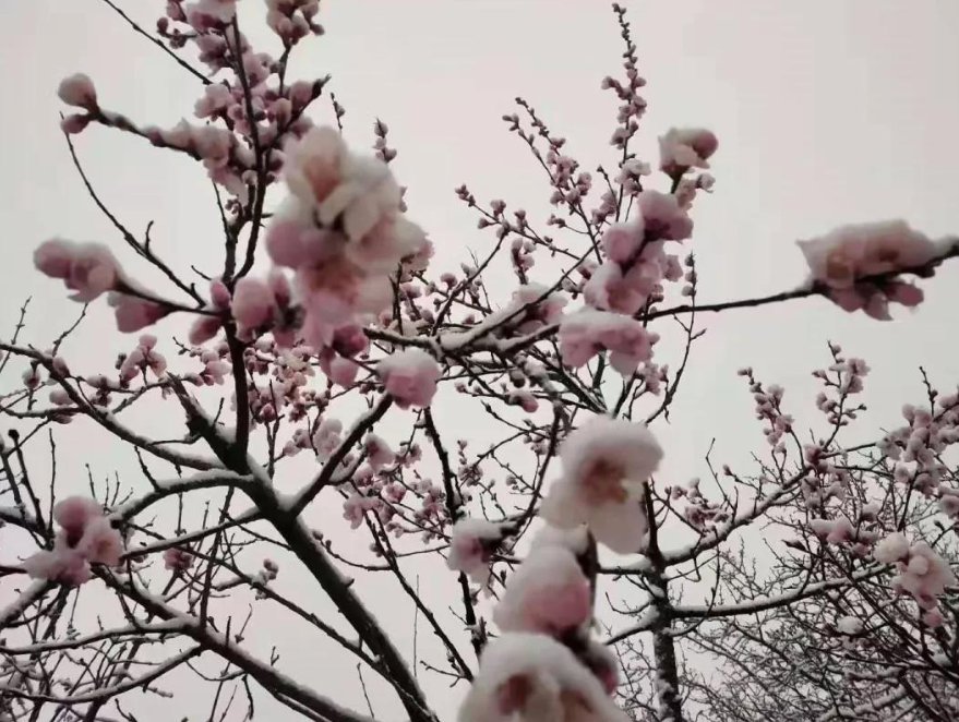 下桃花雪是什么征兆