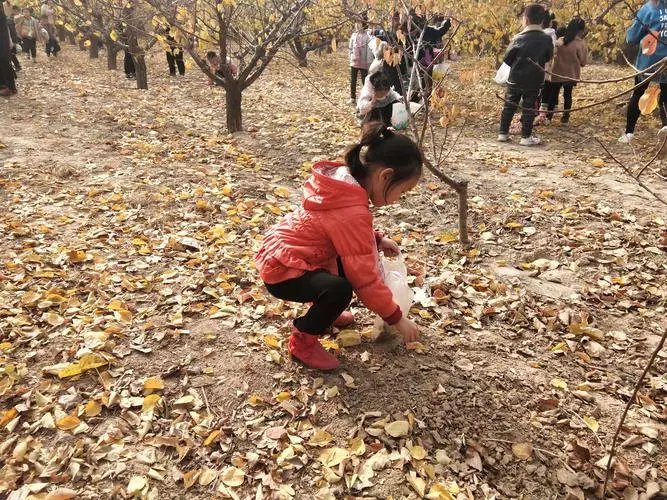 秋天落叶地上捡是什么生肖