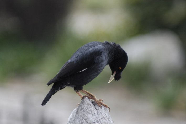 怎样教八哥说话最快