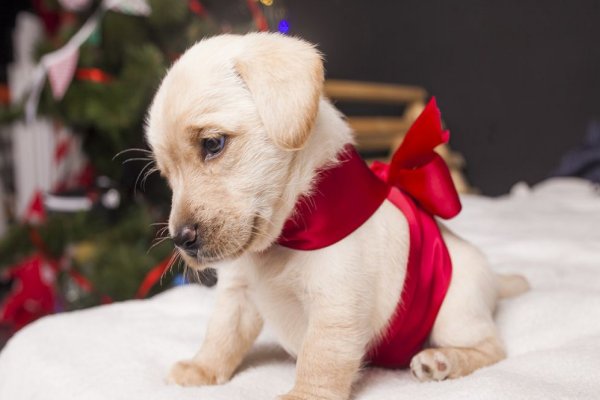 实地旺胍入千年打一个正确生肖