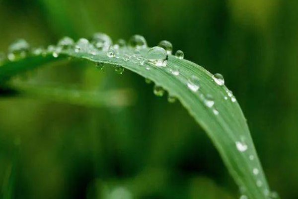 白露时节玄鸟归中的玄鸟指的是