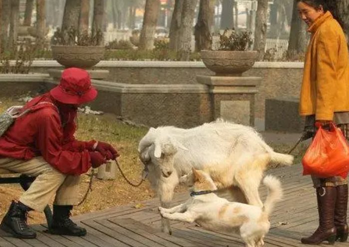 人与畜禽有什么区别？