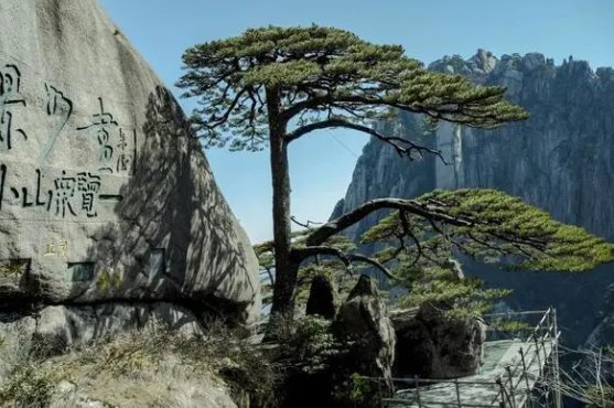 迎客松无客可迎，黄山旅游业遭重创，疫情下的旅游业如何复苏？