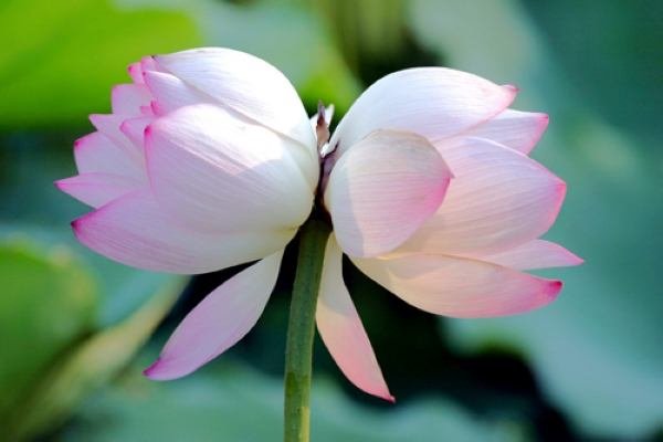 广州莲花山首次发现四蒂莲，这种奇特现象为何会出现？