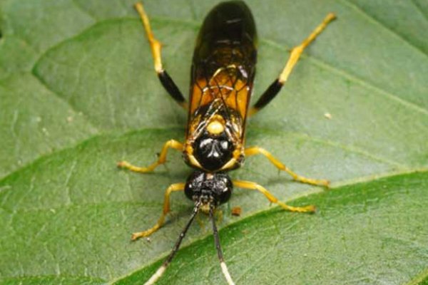 世界十大毒蜂