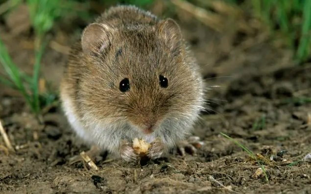 老鼠窝挖到20斤花生！网友：老鼠一夜破产！这老鼠有多精明？