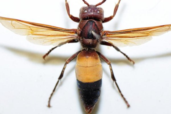 虎头蜂种类有哪些