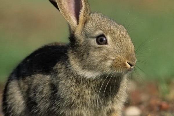 什么动物最容易怀孕