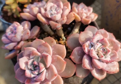 红粉佳人的正确生肖是