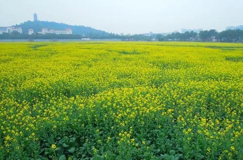 3月份广东人开始想念冷空气，当地的气温情况怎么样？