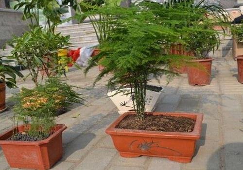 文竹有几种品种？