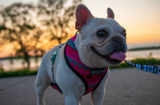 克己奉公开过什么生肖