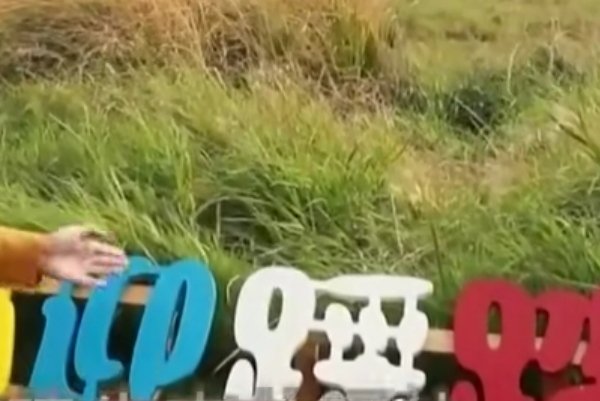 内蒙古培养耐踩草坪，这是种什么草？