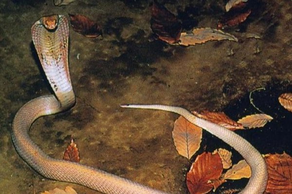 蝙蝠最怕什么动物