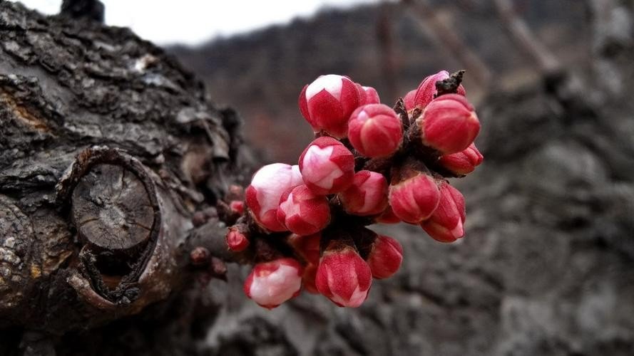 含苞待放的拼音