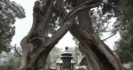 2021314众多情侣打卡连理枝，你如何看待这些情侣的做法？