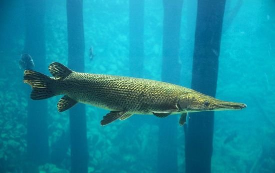 青海也现怪鱼:鱼塘损失1500多斤鱼!这究竟是什么怪鱼?