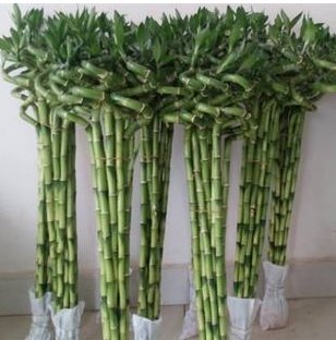 竹子生来节节高打一生肖？