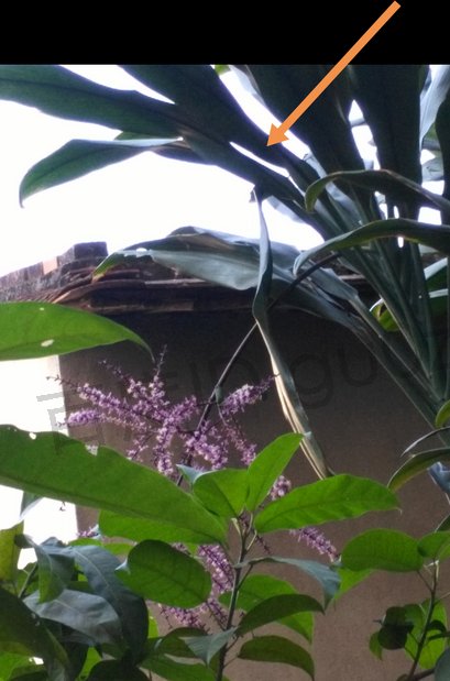 手机小米图库里的图片无缩略图怎么办？