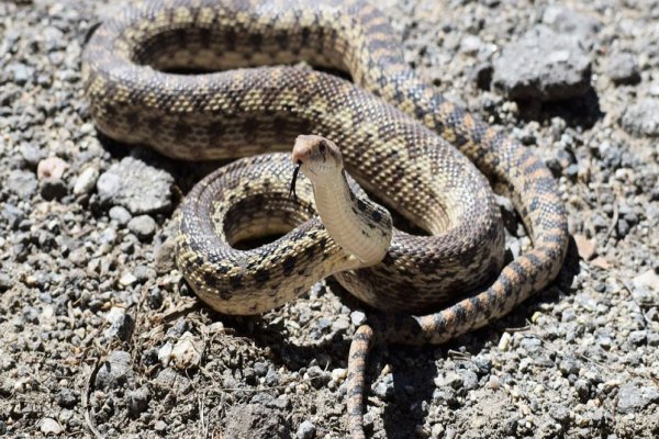 筋疲力尽打一个正确生肖