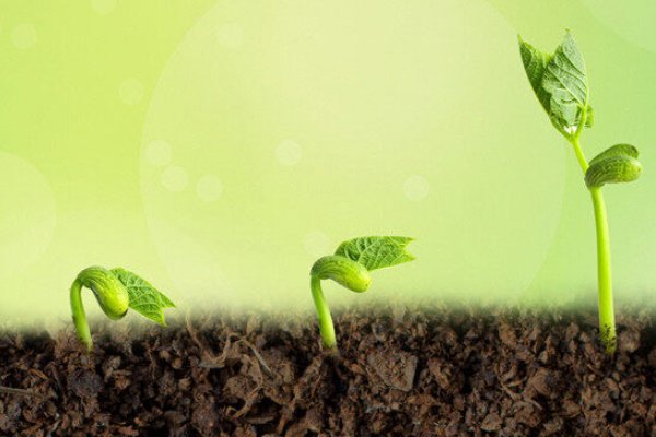 十种植物的传播方法