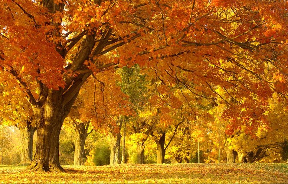 秋天到了，落叶像（ ）一样翩翩起舞