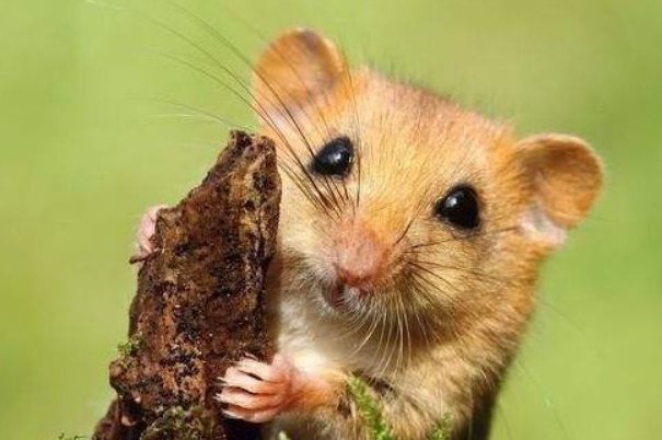 小肚鸡肠正确生肖动物