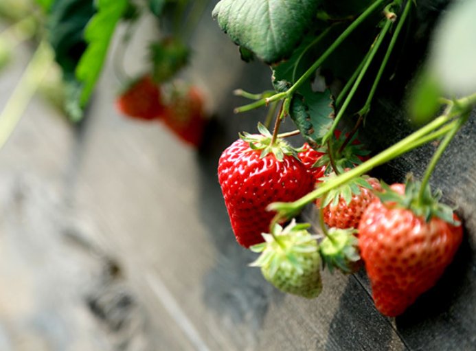 南京10万斤傅家边草莓滞销，养殖户该如何“破局”？