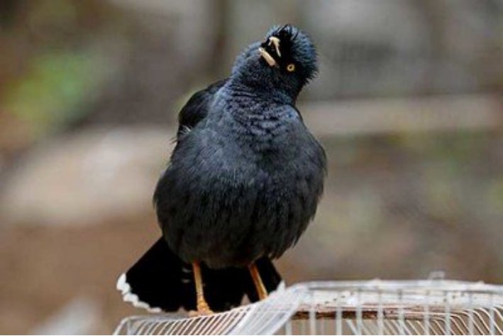 怎样教八哥说话最快