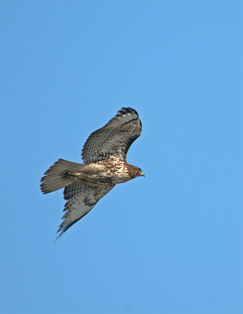 hawk和eagle的区别是什么？