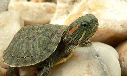 冬天怎么养巴西龟？缸里要不要放水？