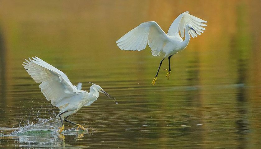 白鹭的颜色有哪些?