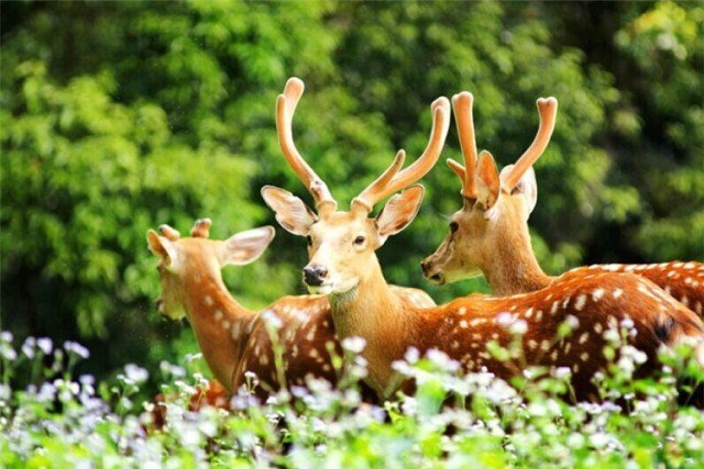 逐鹿天下，逐的为什么不是马、狼，而是鹿？