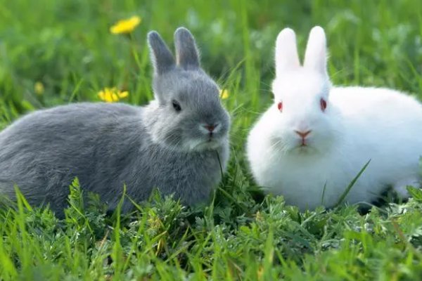 粉面含春动物龙吗