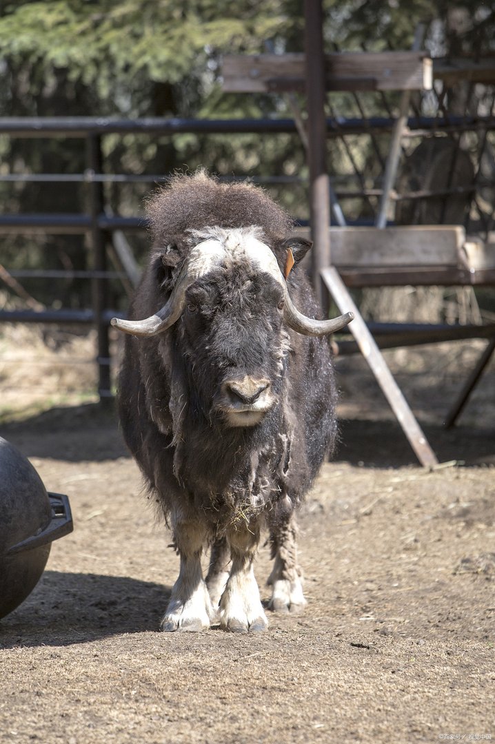 四川地震60秒众生相：震懵了猫，动物们在天灾来临时作何反映？
