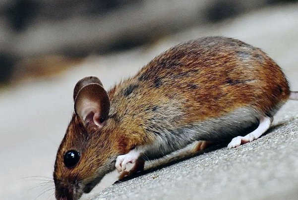 小肚鸡肠正确生肖动物