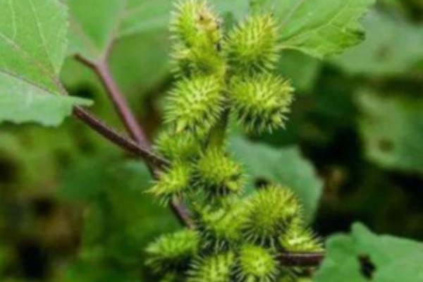 植物种子的传播方式有哪些二年级